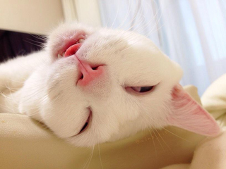 Illustration for article titled The Cat with the "Ugliest Sleeping Face in Japan"